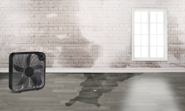 Best Carpet water damage restoration  in Bangs, TX